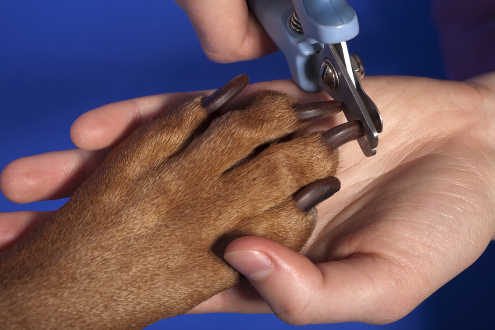Dog Grooming 101: How Often Should You Trim Their Nails? - Ty-D-Paws Express - Lincoln | NearSay