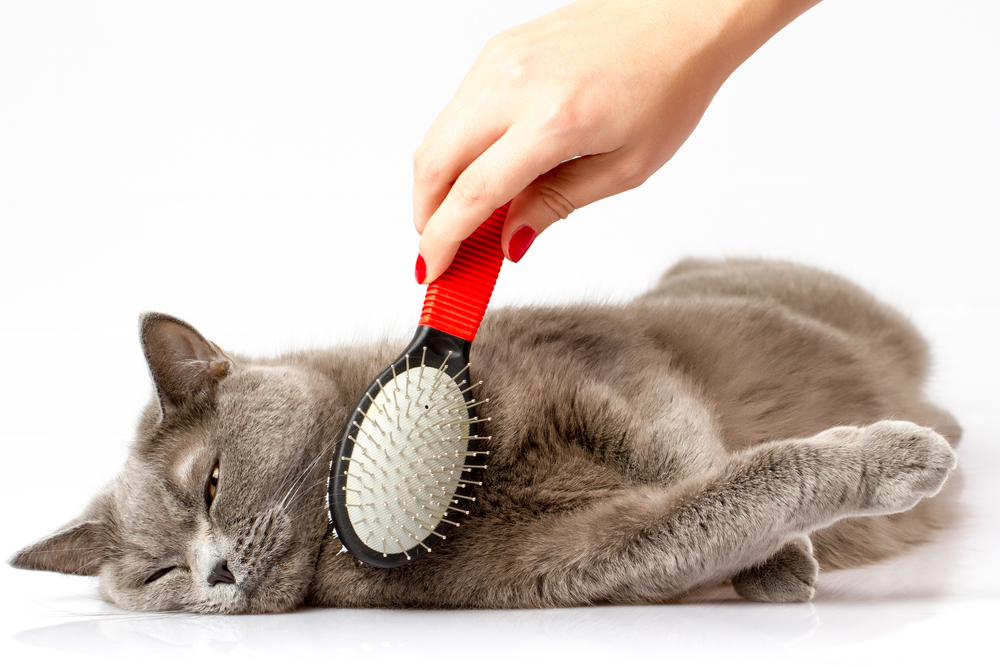 Cat Grooming Tips to Keep Your Feline Happy & Healthy Robinwood