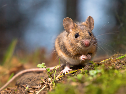 4 Key Pest Control Tips to Keep Mice Away - Westchester Wildlife