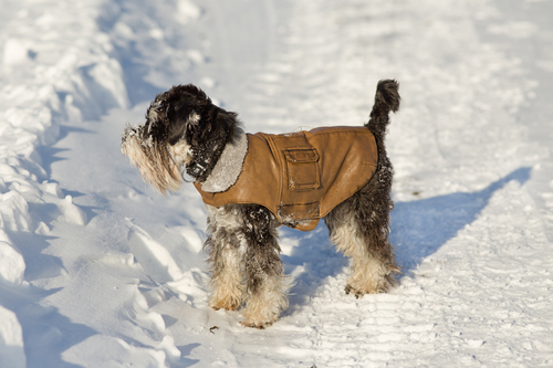 A Dog Grooming Specialist Shares 3 Cold Weather Tips For