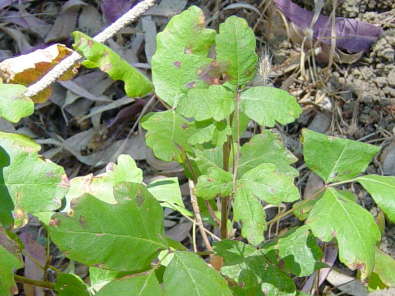 How to Identify Poison Ivy, Oak & Sumac From The Emergency ...