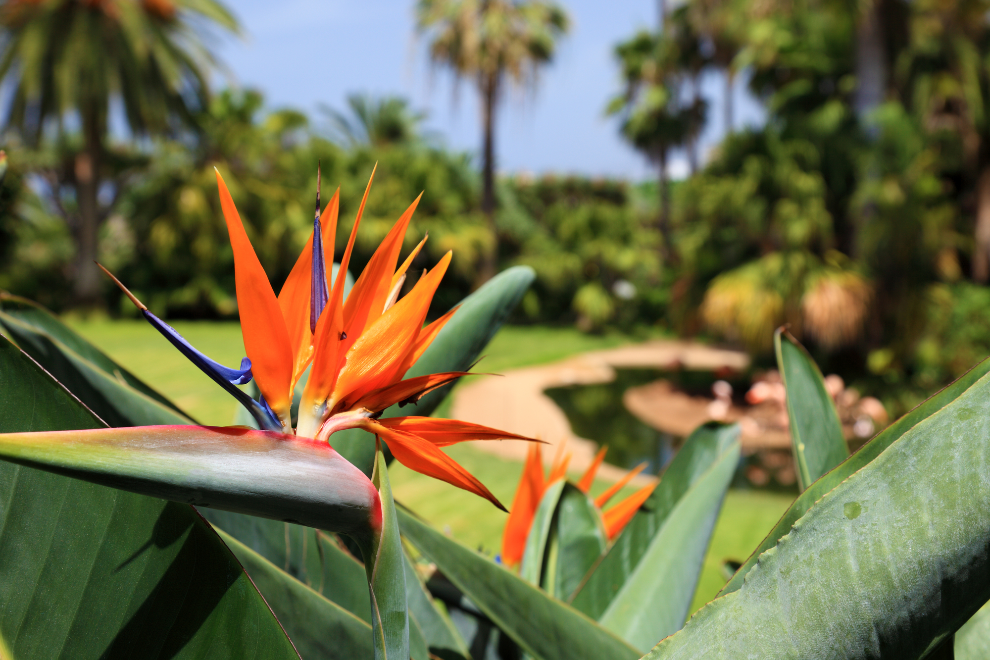 Top 3 Care Tips for Hawaiian Plants - South Maui Gardens - Kihei | NearSay